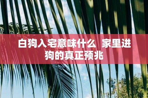白狗入宅意味什么 家里进狗的真正预兆