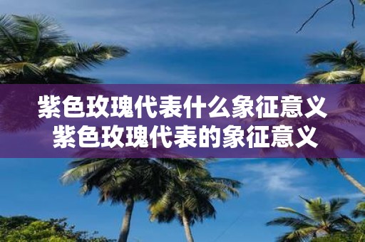 紫色玫瑰代表什么象征意义 紫色玫瑰代表的象征意义是什么