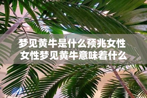 梦见黄牛是什么预兆女性 女性梦见黄牛意味着什么