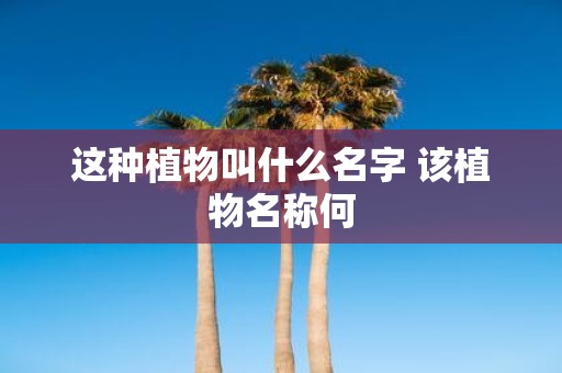 这种植物叫什么名字 该植物名称何