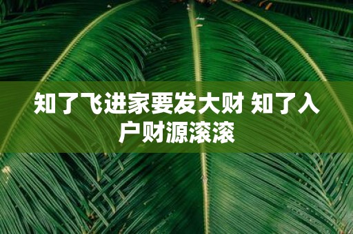 知了飞进家要发大财 知了入户财源滚滚