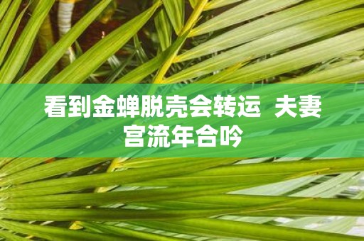 看到金蝉脱壳会转运 夫妻宫流年合吟