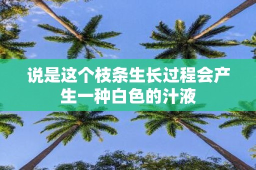 说是这个枝条生长过程会产生一种白色的汁液