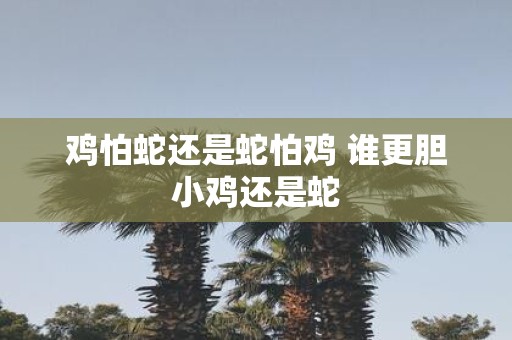 鸡怕蛇还是蛇怕鸡 谁更胆小鸡还是蛇