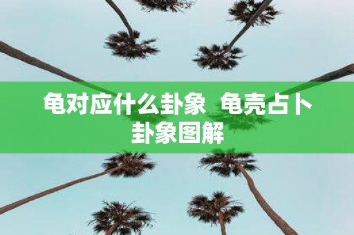 龟对应什么卦象 龟壳占卜卦象图解