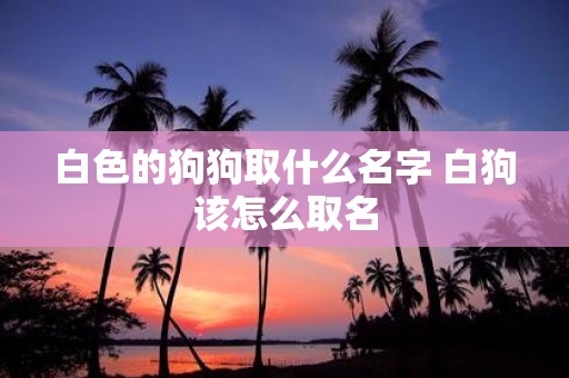 白色的狗狗取什么名字 白狗该怎么取名