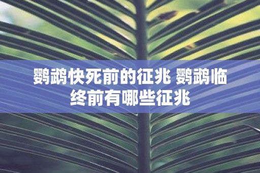 鹦鹉快死前的征兆 鹦鹉临终前有哪些征兆