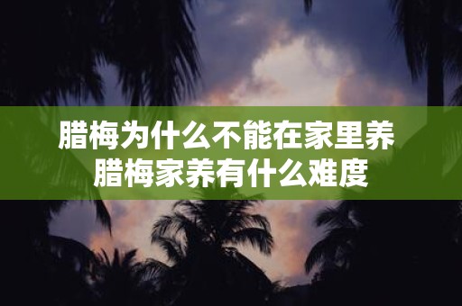 腊梅为什么不能在家里养 腊梅家养有什么难度