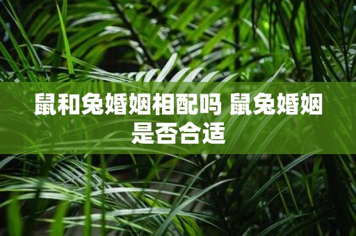鼠和兔婚姻相配吗 鼠兔婚姻是否合适