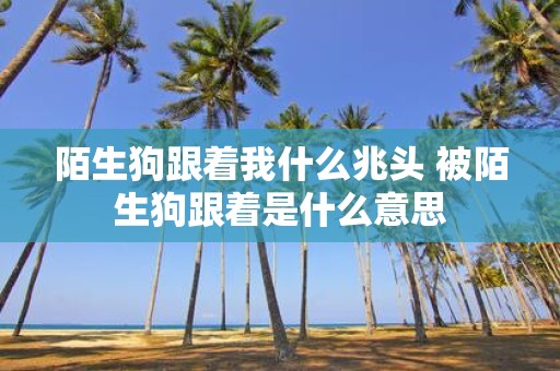 陌生狗跟着我什么兆头 被陌生狗跟着是什么意思