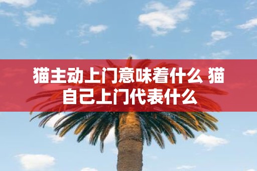 猫主动上门意味着什么 猫自己上门代表什么