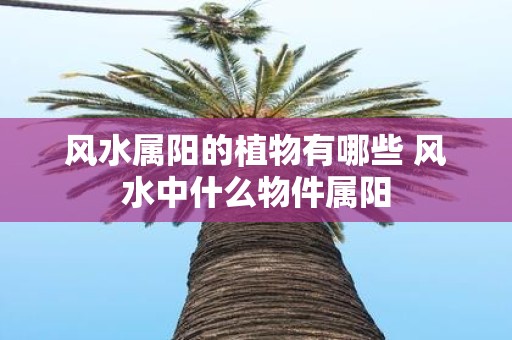 风水属阳的植物有哪些 风水中什么物件属阳