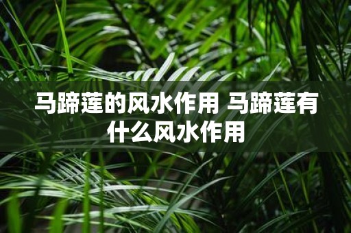 马蹄莲的风水作用 马蹄莲有什么风水作用