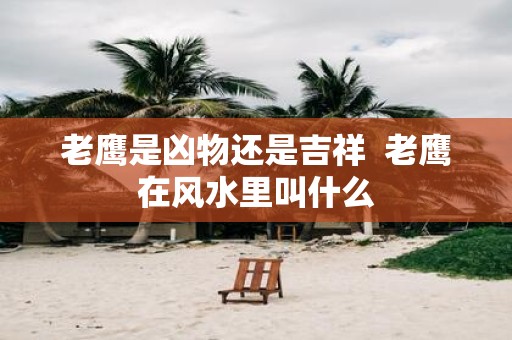 老鹰是凶物还是吉祥 老鹰在风水里叫什么