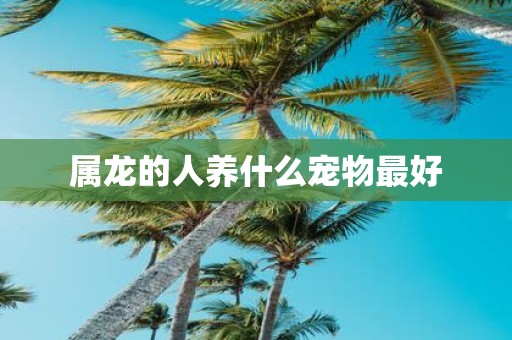 属龙的人养什么宠物最好