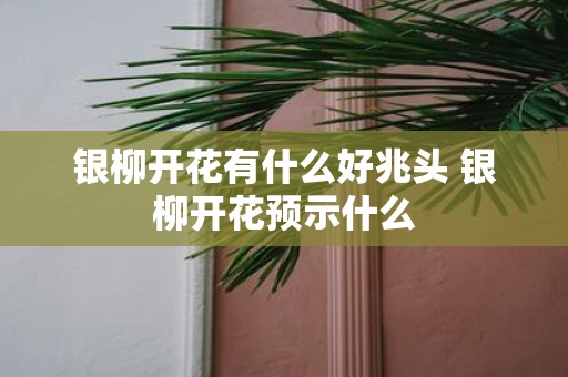银柳开花有什么好兆头 银柳开花预示什么