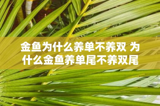 金鱼为什么养单不养双 为什么金鱼养单尾不养双尾