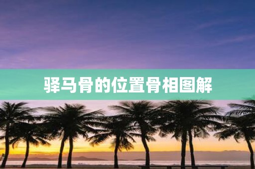 驿马骨的位置骨相图解