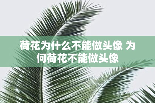 荷花为什么不能做头像 为何荷花不能做头像