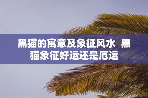 黑猫的寓意及象征风水 黑猫象征好运还是厄运