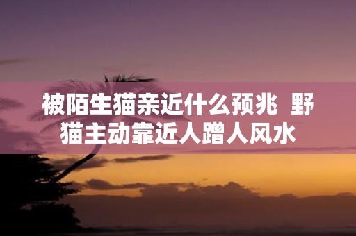 被陌生猫亲近什么预兆 野猫主动靠近人蹭人风水