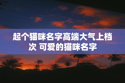 起个猫咪名字高端大气上档次 可爱的猫咪名字
