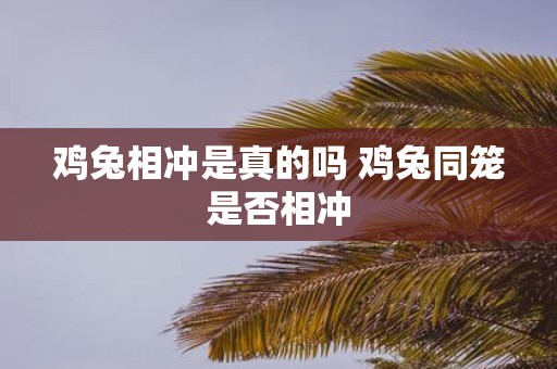 鸡兔相冲是真的吗 鸡兔同笼是否相冲