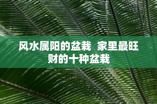风水属阳的盆栽 家里最旺财的十种盆栽