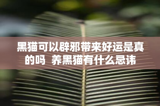 黑猫可以辟邪带来好运是真的吗 养黑猫有什么忌讳