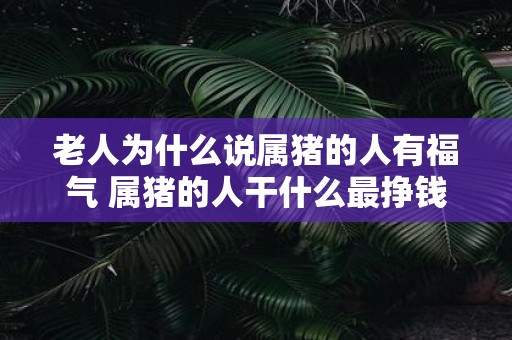 老人为什么说属猪的人有福气 属猪的人干什么最挣钱
