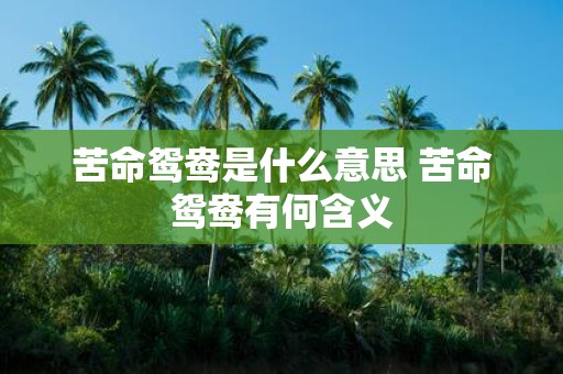 苦命鸳鸯是什么意思 苦命鸳鸯有何含义