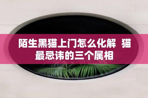 陌生黑猫上门怎么化解 猫最忌讳的三个属相