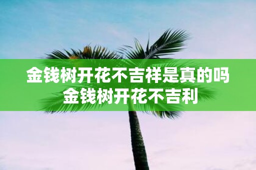 金钱树开花不吉祥是真的吗 金钱树开花不吉利