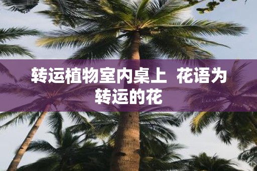 转运植物室内桌上 花语为转运的花