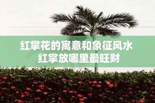 红掌花的寓意和象征风水 红掌放哪里最旺财