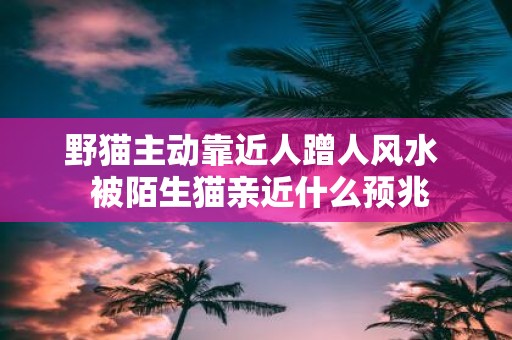 野猫主动靠近人蹭人风水 被陌生猫亲近什么预兆