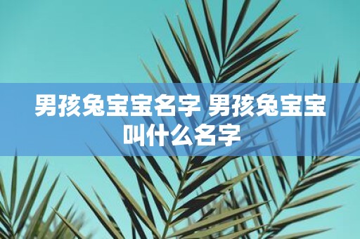 男孩兔宝宝名字 男孩兔宝宝叫什么名字