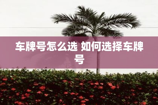 车牌号怎么选 如何选择车牌号