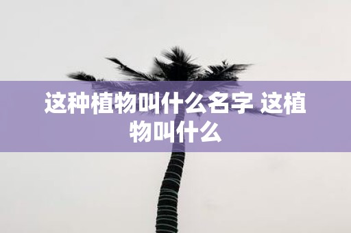 这种植物叫什么名字 这植物叫什么
