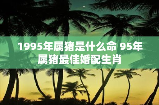 1995年属猪是什么命 95年属猪最佳婚配生肖