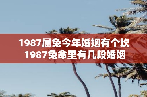 1987属兔今年婚姻有个坎 1987兔命里有几段婚姻
