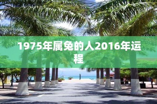 1975年属兔的人2016年运程