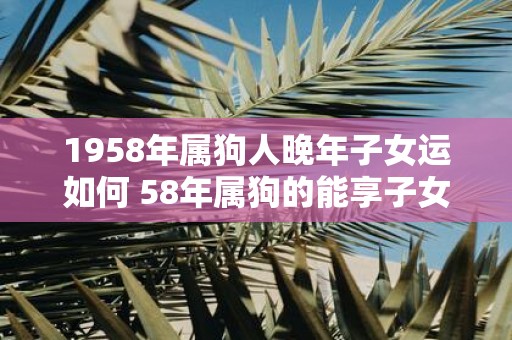 1958年属狗人晚年子女运如何 58年属狗的能享子女福吗