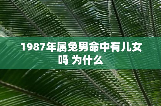 1987年属兔男命中有儿女吗 为什么