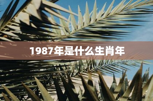 1987年是什么生肖年