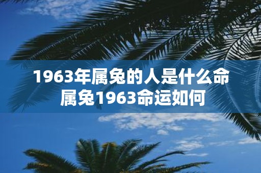 1963年属兔的人是什么命 属兔1963命运如何