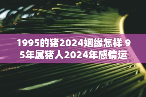 1995的猪2025姻缘怎样 95年属猪人2025年感情运