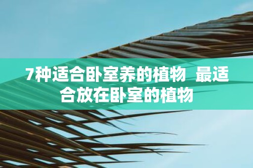 7种适合卧室养的植物 最适合放在卧室的植物