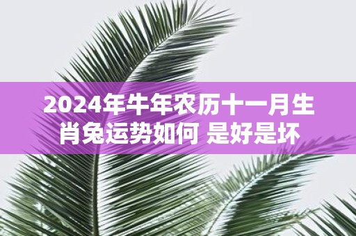 2025年牛年农历十一月生肖兔运势如何 是好是坏