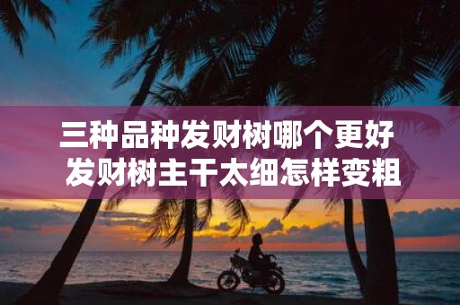 三种品种发财树哪个更好 发财树主干太细怎样变粗